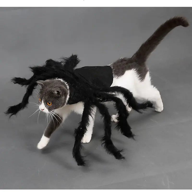 Halloween Spider Costume for Pets